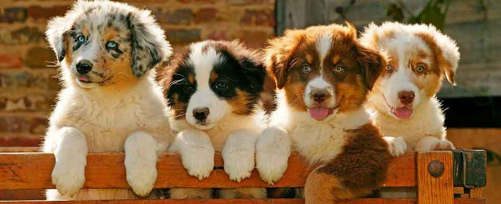 Top 10 Dog Breeds In India