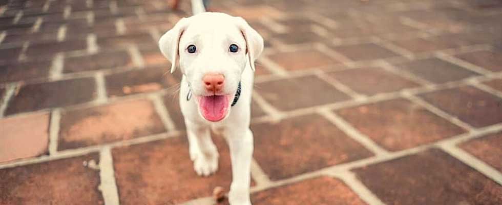 Rajapalayam Dog: The Royal Dog Of Indian Origin