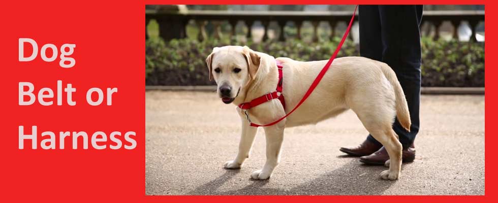 A complete guide to dog belt