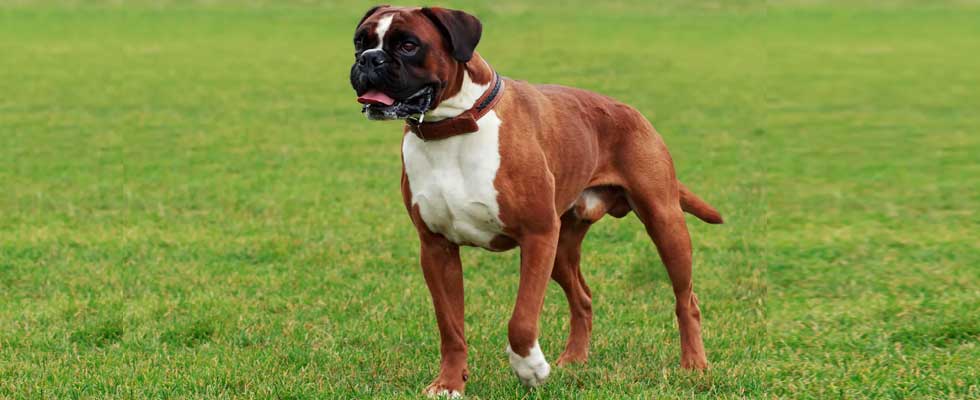 All You Need To Know About Boxer Dogs
