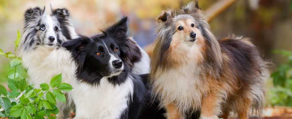 Most Intelligent Dog Breeds