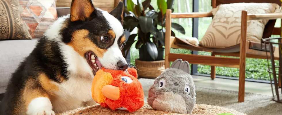 Top 5 Dog Toys for a Happy and Healthy Pet
