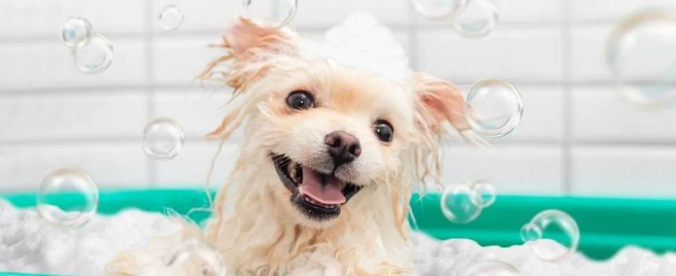 Best Shampoo Brands for Dogs