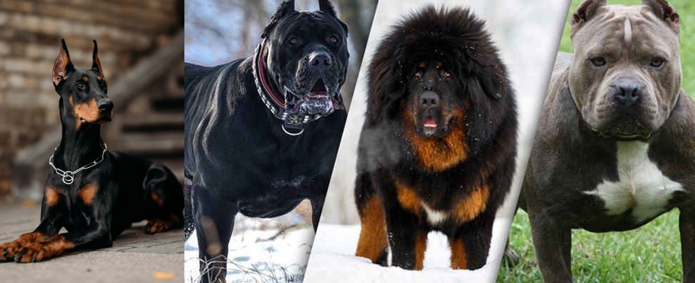 The Most Dangerous Dogs in The World