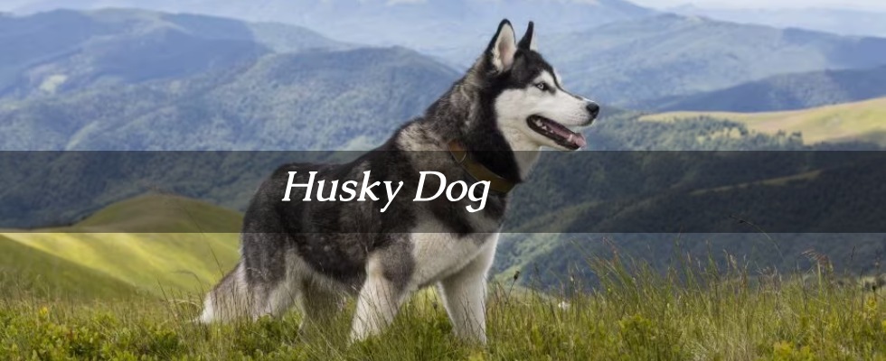 Best Husky Dog with Price in India