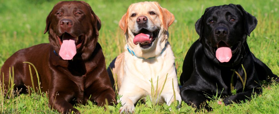 Labrador Dog Price Range in India To Know 