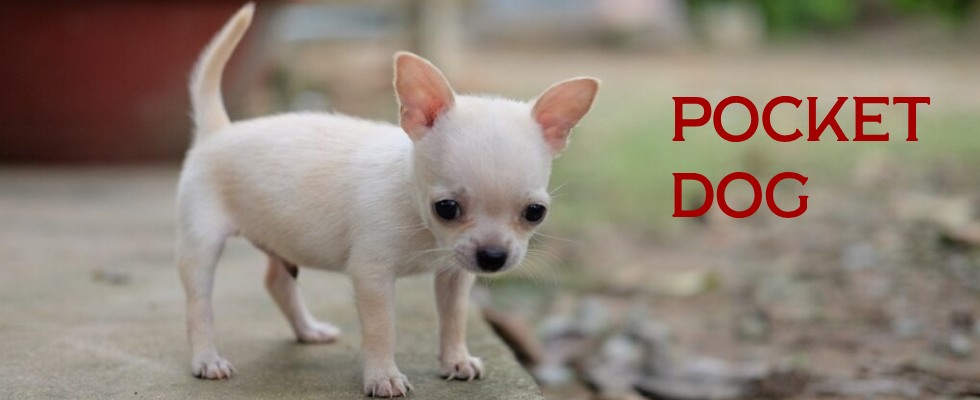 Pocket Dog Price In India To Buy A Little Furry Friend
