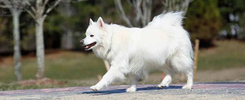 Price Of Pomeranian And Pitbull Dog - Know All About Price List