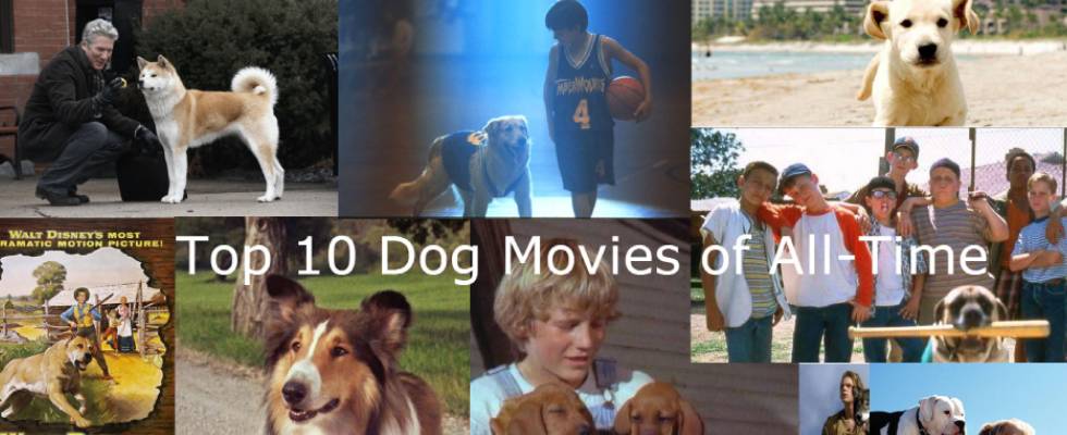 Paws-itively Heartwarming: Top 10 Animal Movies