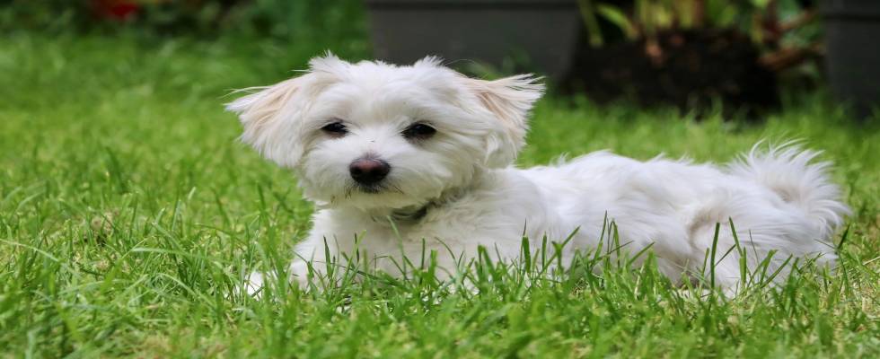 Maltese Dog Price in India: A Comprehensive Guide