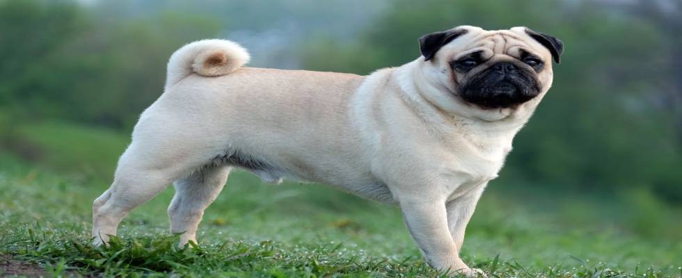 Understanding the Cost of Owning a Pug Dog: A Complete Reference