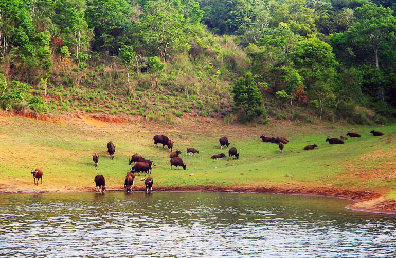 Thekkady