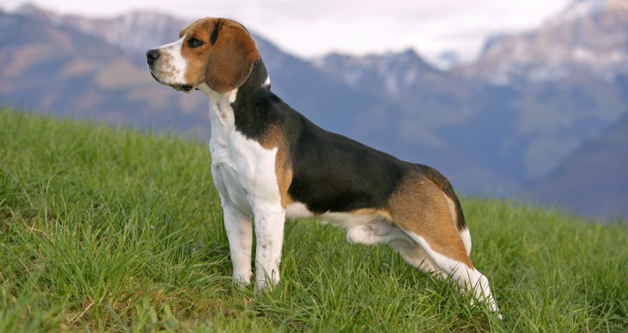 Beagle Dog Breed