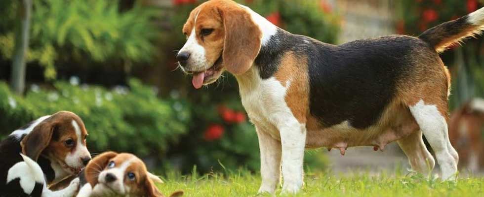 beagle dog breeds in india