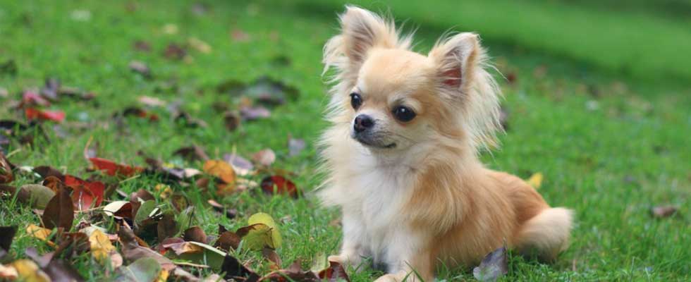 chihuahua dog breeds in india