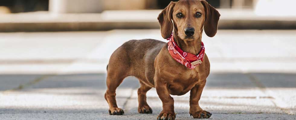 dachshunds dog breeds in india