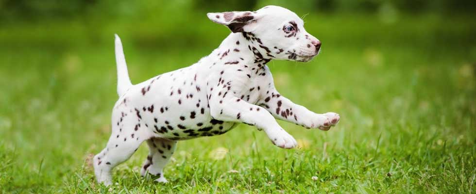 dalmatian dog breeds in india