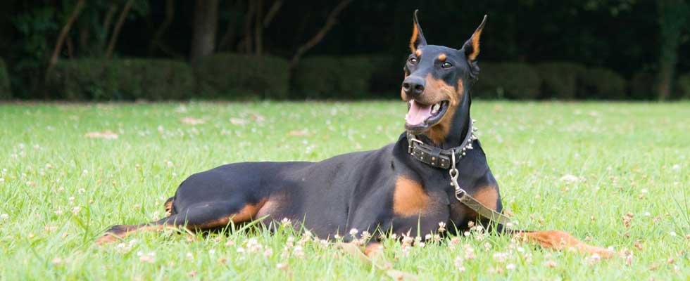 doberman dog breeds india