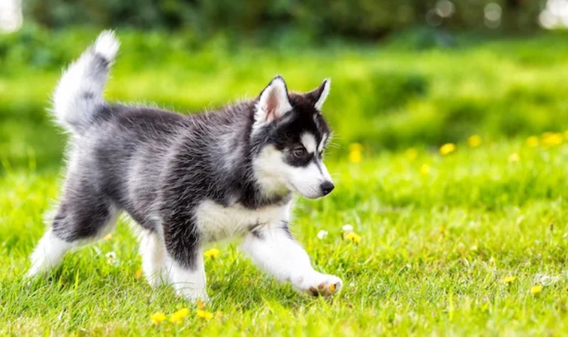 Exploring The Mystique of Siberian Huskies