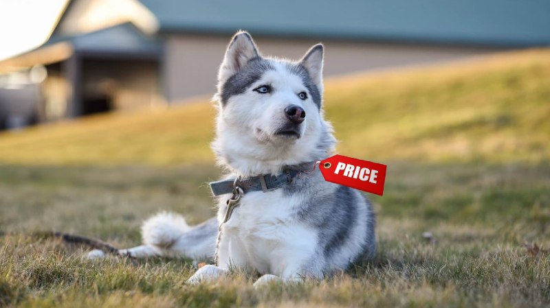 Factors Influencing Husky Prices