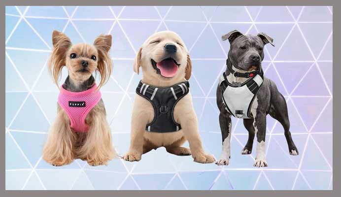 Fashion harnesses for dog