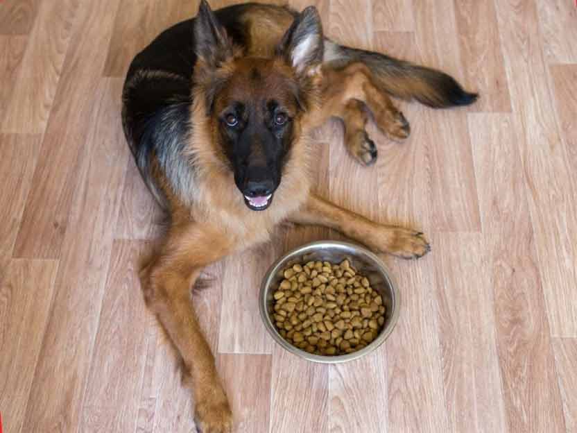 Feeding a Jarman Safed