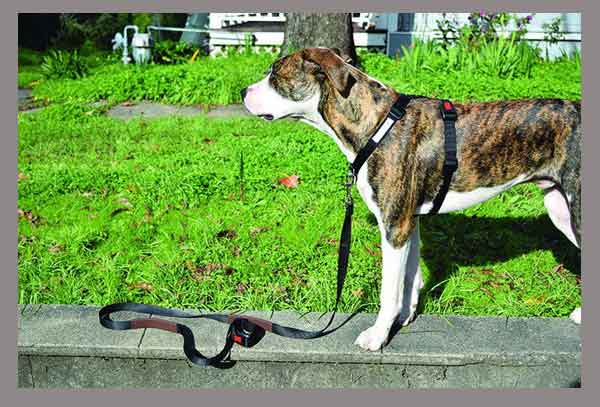 Front Clip Harnesses for dog