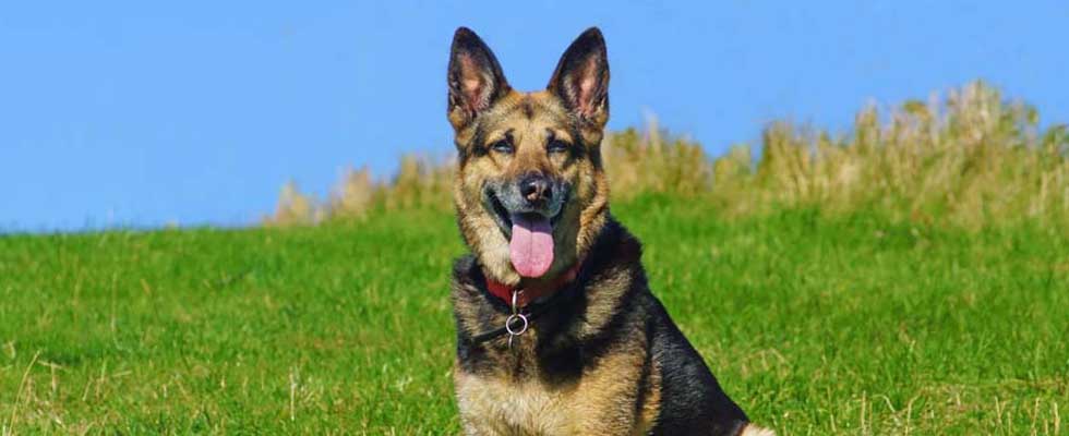 german shepherds dog breeds in india