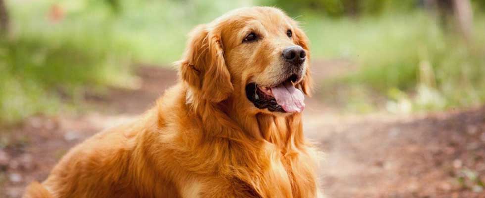 golden retriever dog breeds