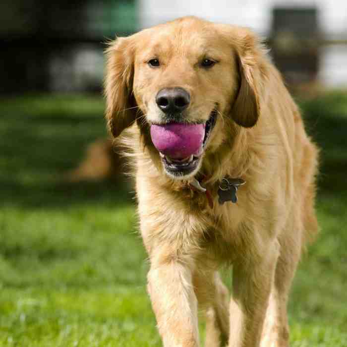 Golden Retriever