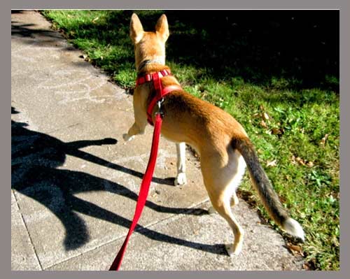 Harnesses with back clips for dog