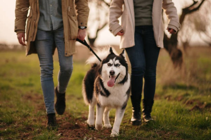 How to Care The Husky Dog