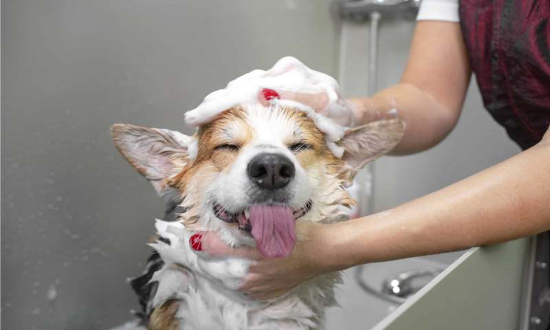 Instructions To Pick A Dog Shampoo