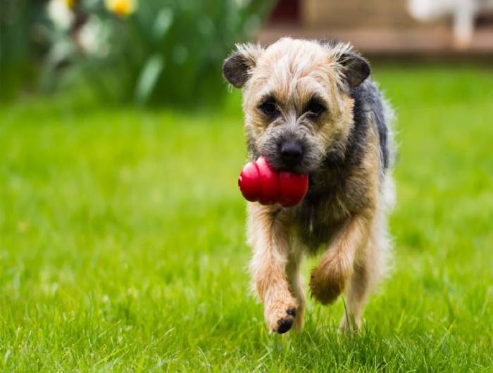 Kong Classic Dog Toy
