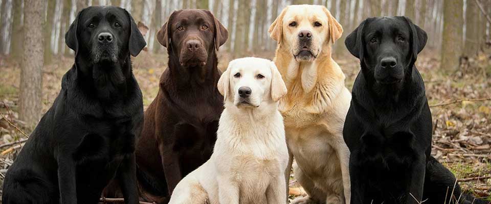 labrador dog breeds in india