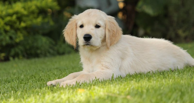 Labrador Puppy