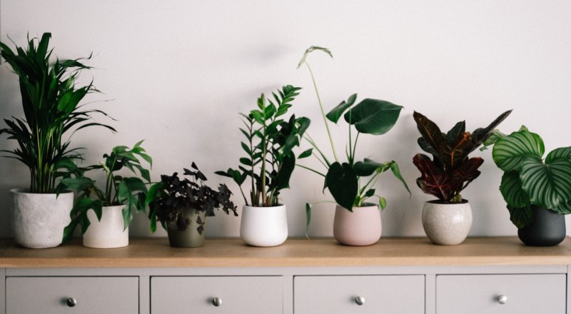 Little Indoor Plants