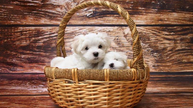 Maltese For Their Affectionate Looks