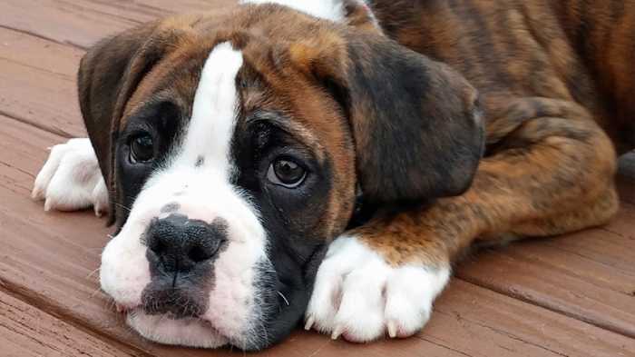 Nature Of Boxer Dogs