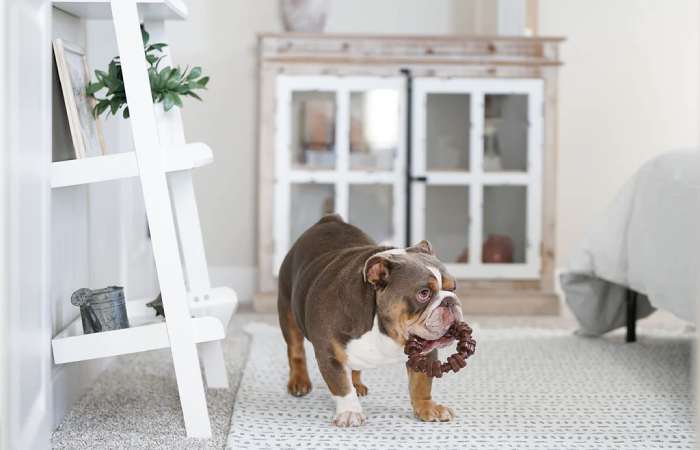 Nylabone Dura Chew Textured Ring