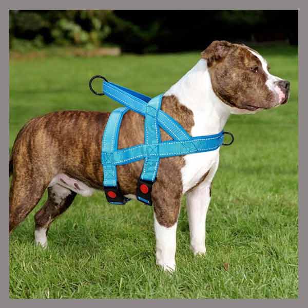 Padded harness for dog