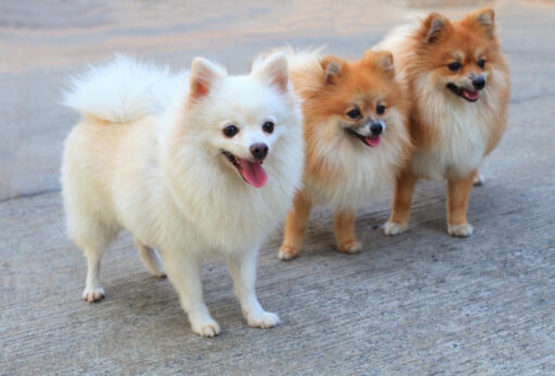 Pomeranian Dogs
