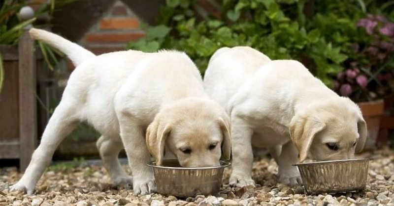 Price Of Maintaining A Labrador Dog  In India