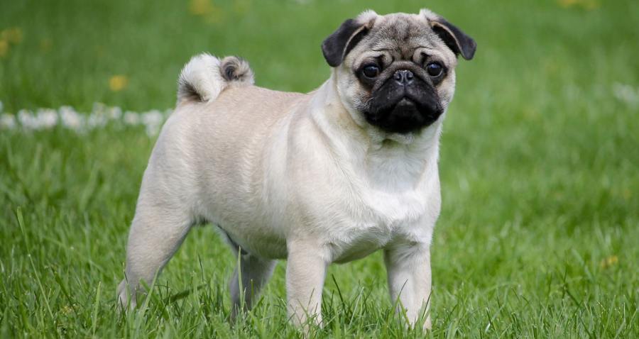 PUG Dog Breed