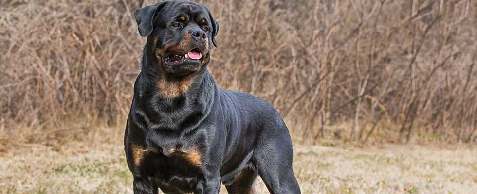 rottweiler dog breeds in india