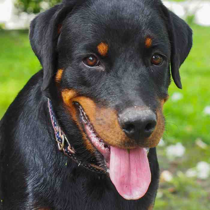 Rottweiler