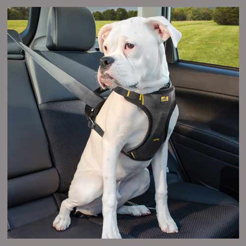 Safety harnesses for dog