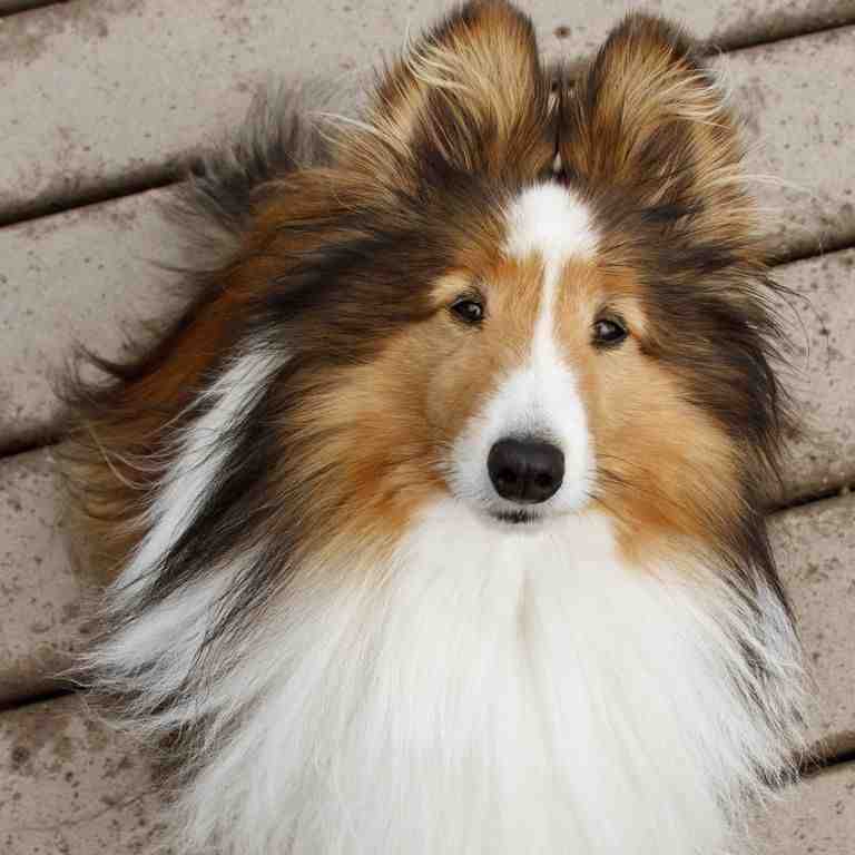 Shetland Sheepdog
