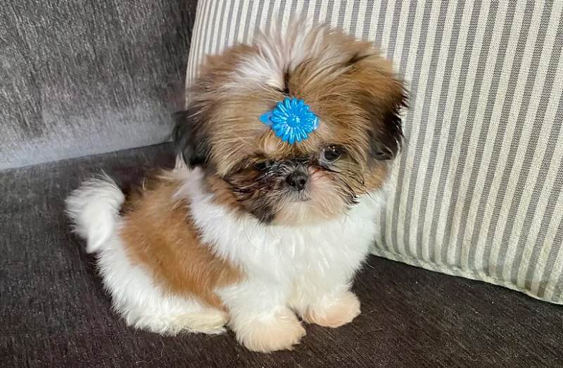 Shih tzu for furry look