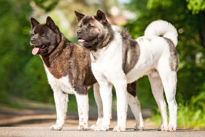 The Akita